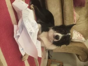 My dog ate my tax return