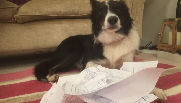 My dog ate my tax return