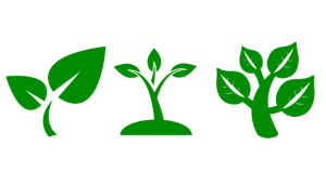 SEIS seed enterprise investment scheme