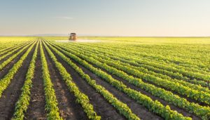 accountants for farmers and agriculture sector