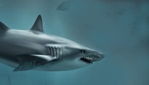 dont trust tax sharks